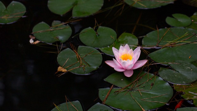 Просто Природа