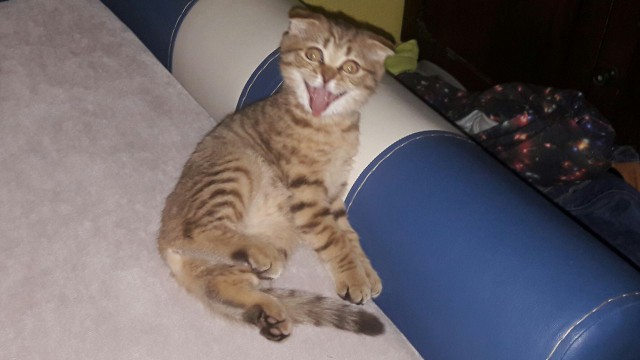 Котовторник 9.01.2018