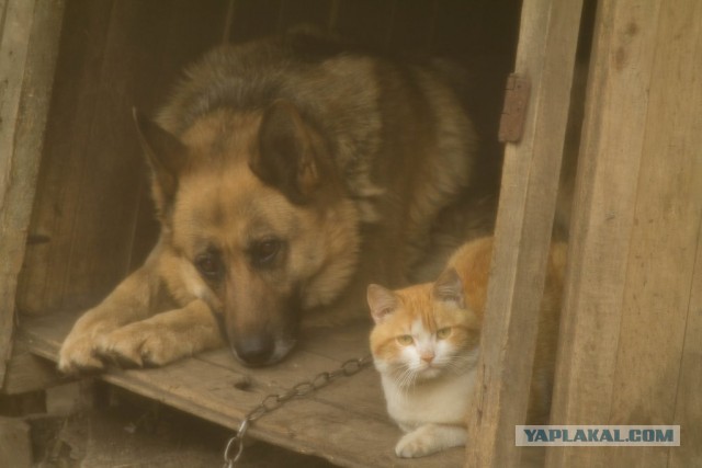 Котовторник