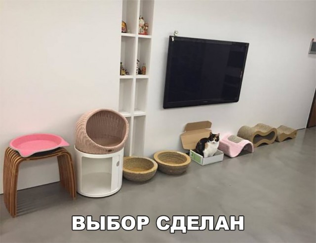 Кот без прикрас