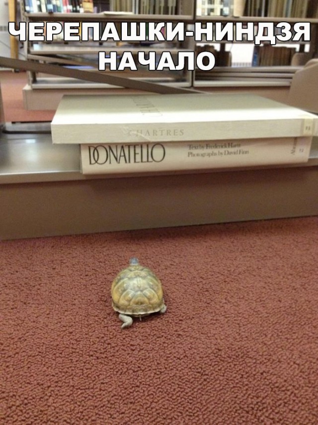 Нестандартный юмор