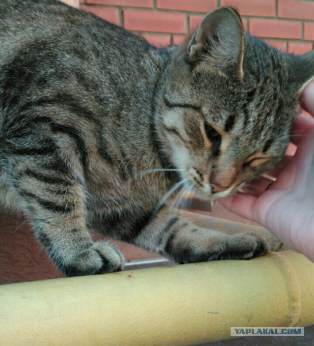 Котовторник 29.5.18