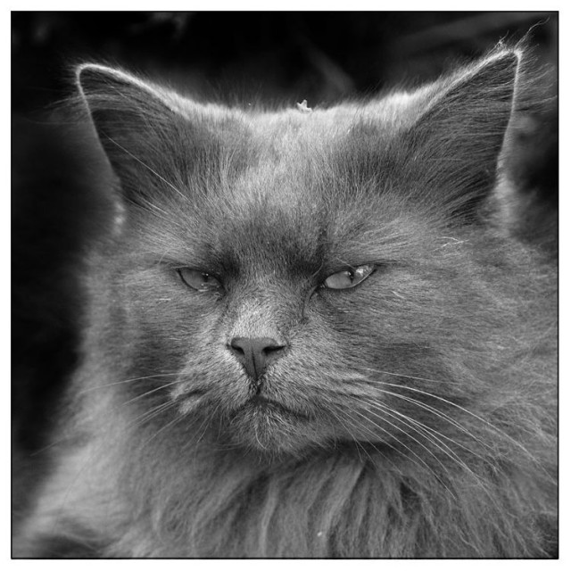 Уррааа! Котовторник на ЯПлакалъ!