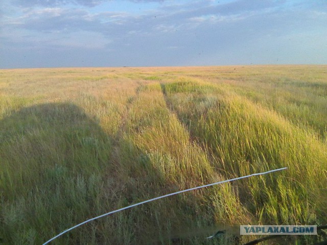 Командировка. В степь. Животные и люди