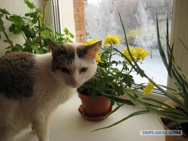 Котовторник. А как же?!