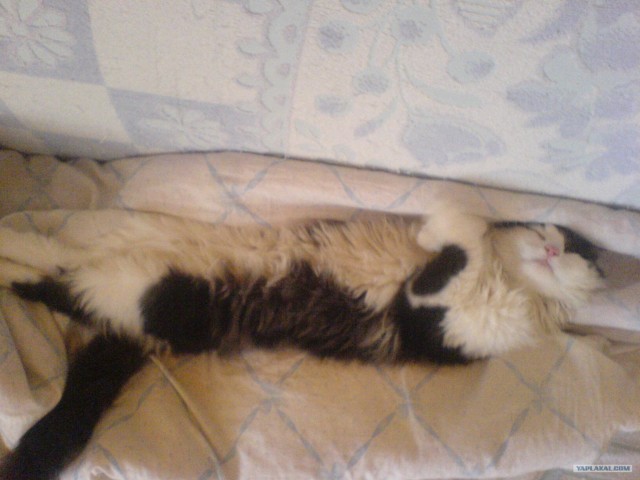 Котовторник с Максом
