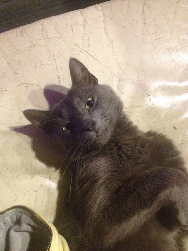 Для чего созданы коты