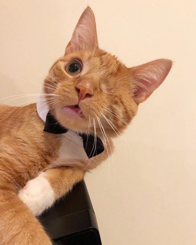 Прикольных котов пост