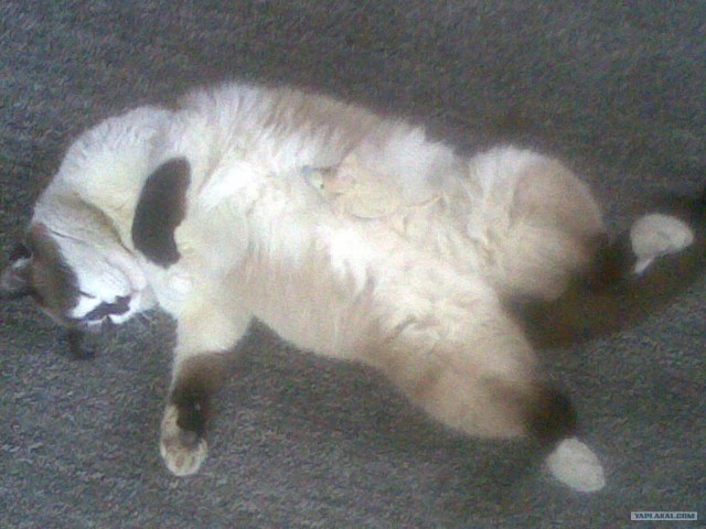 Сонный Котовторник