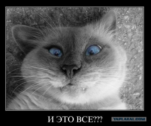 Экспокот 2011
