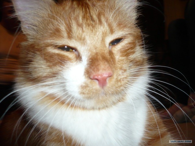 Котовторник 1.11.11