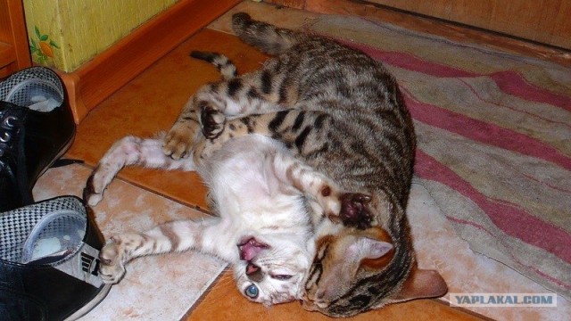 Котовторник (24. 01. 2012 )