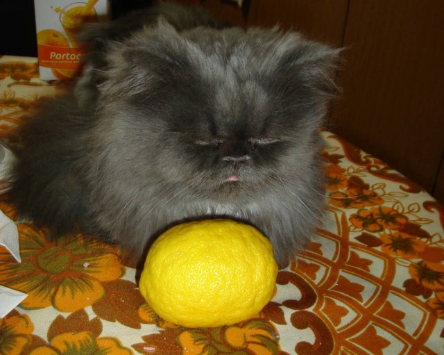 Котовторник (28.02.2012)