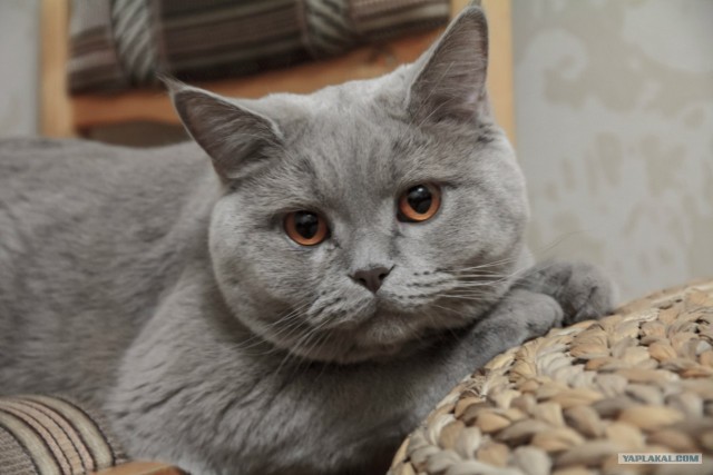 Котовторник 10.04.2012