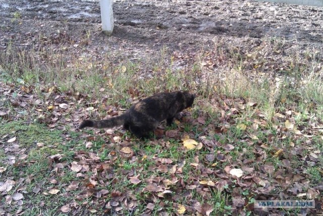 Котовторник   5.06.2012