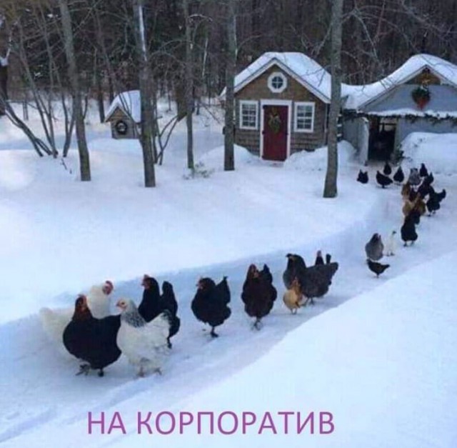 Картинки с надписями, соц-сети и анекдоты