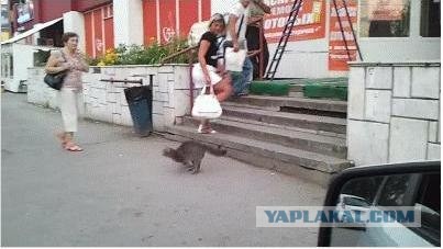 Бросок через бедро в исполнении котэ