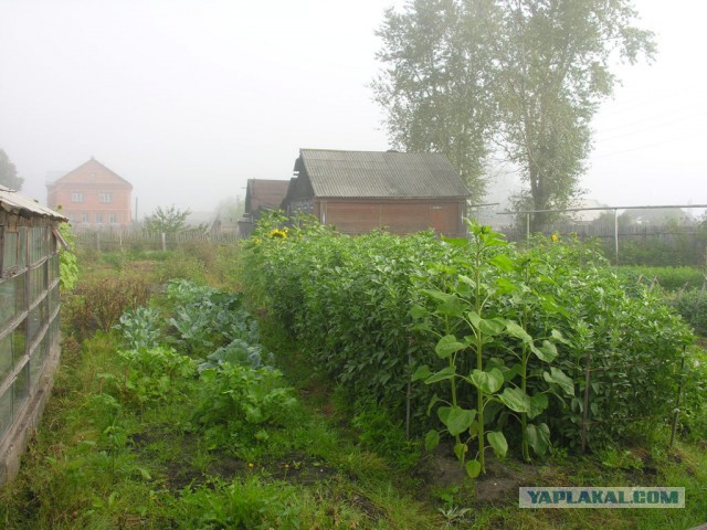 Каникулы в деревне
