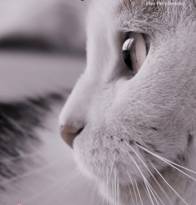 Котовторник однако