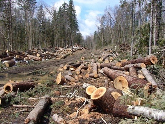 Под видом сгоревшего леса в Абанском районе Красноярского края вырубили деревья на 3 млн рублей