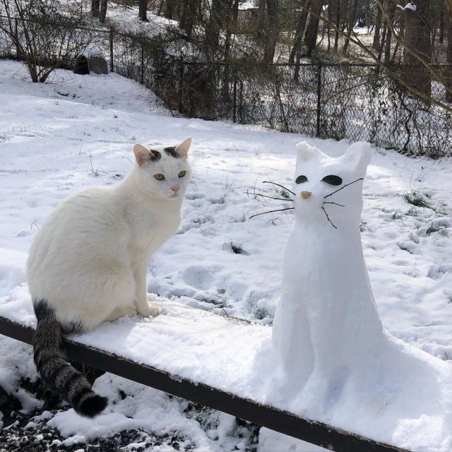Котики