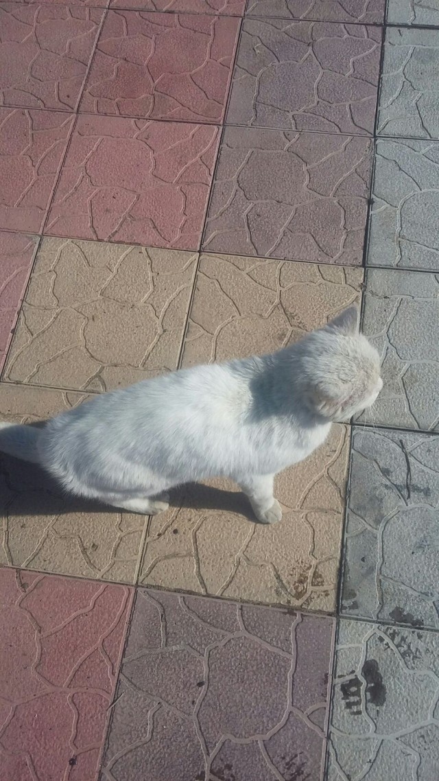 Котофеев пост