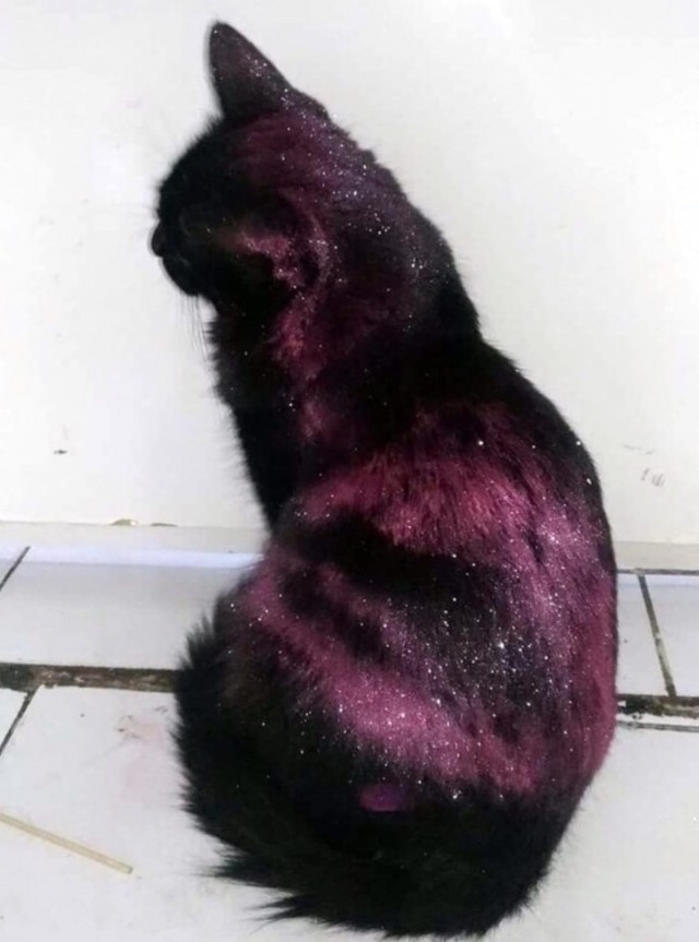 Коты из сети