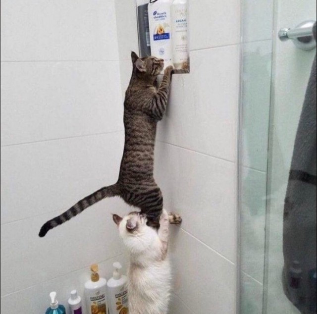 Эти забавные животные