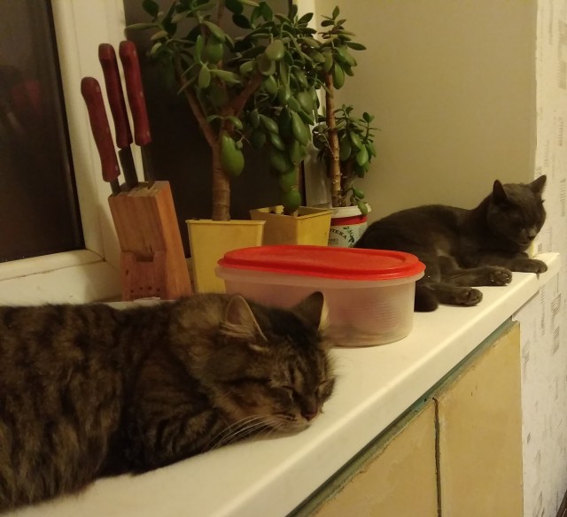 Лучшие сухие корма для кошек