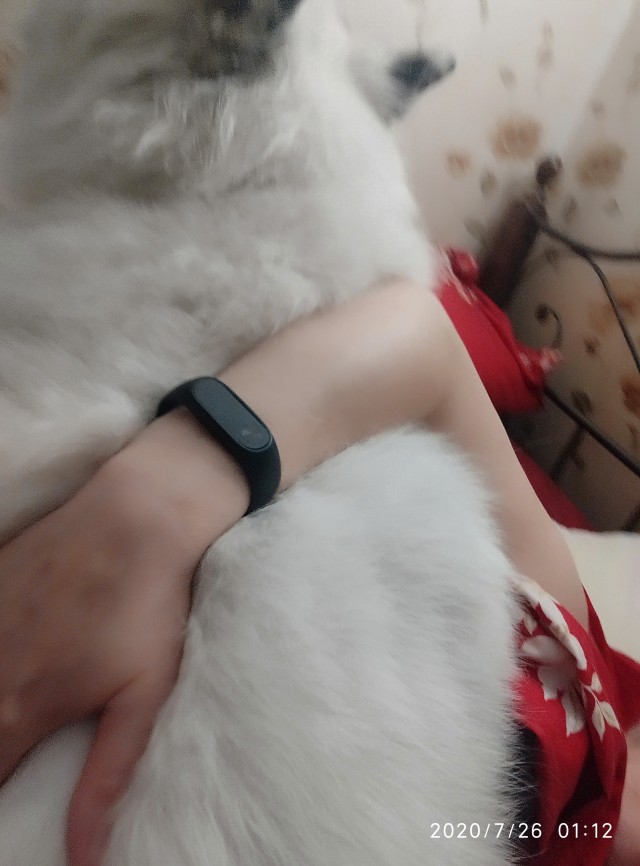 Большие добрые собаки