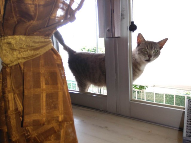 Котовторник