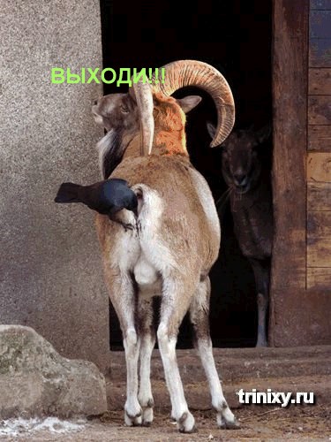 Проспал экзамен!