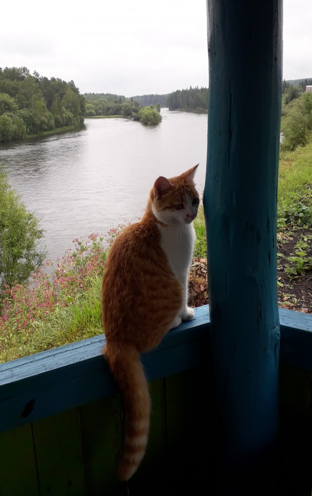 Последний котовторник 2020 года
