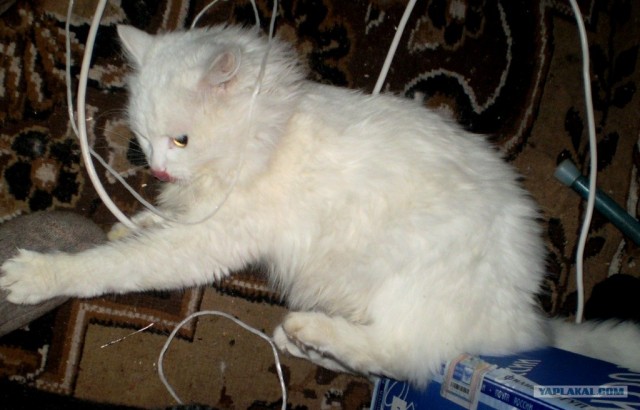 Котэневозмутимость