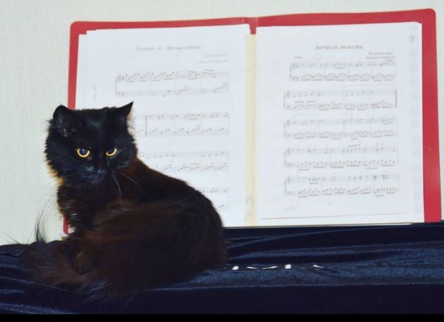 Вторник. Кото-вторник...