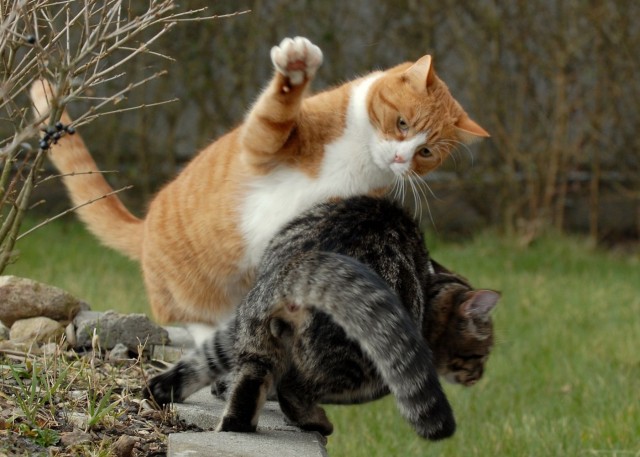 Которник