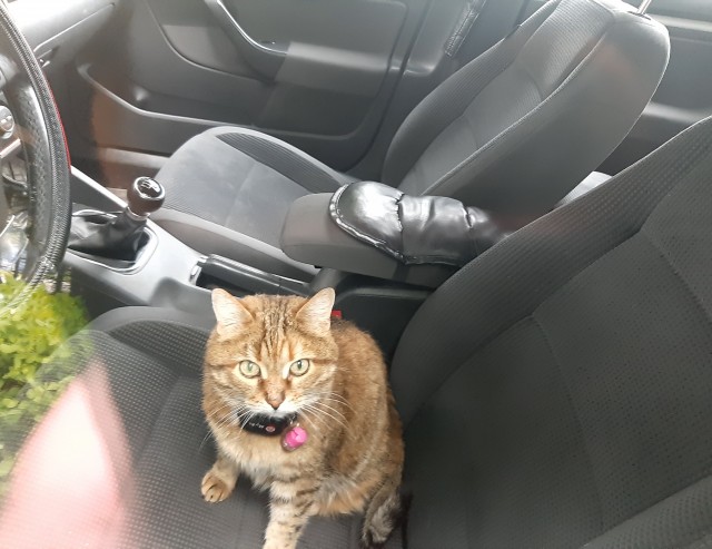 А котовторник уже начался?