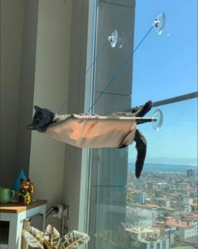 Хоба! Котовторник!