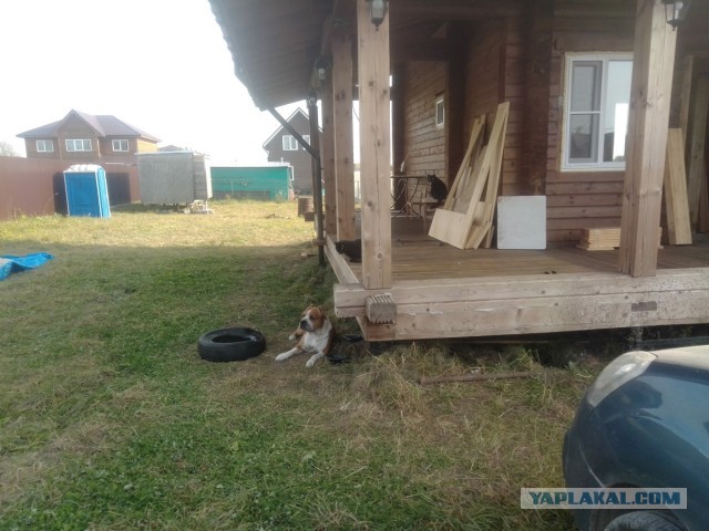 История одного котенка