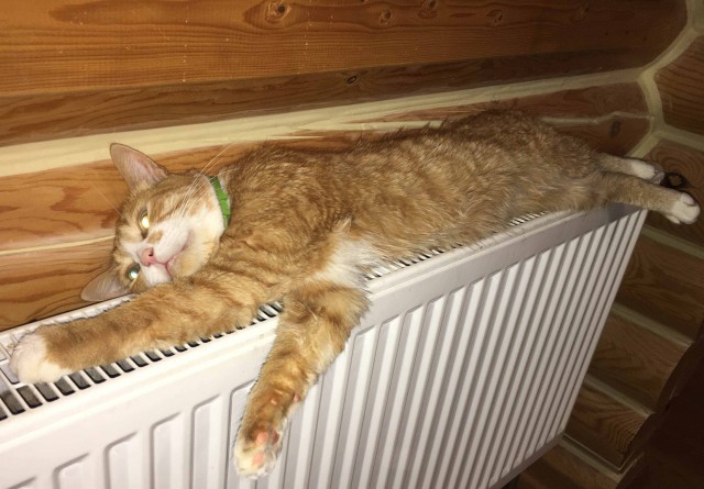 Вы, что спите? Вставайте, котовторник же!