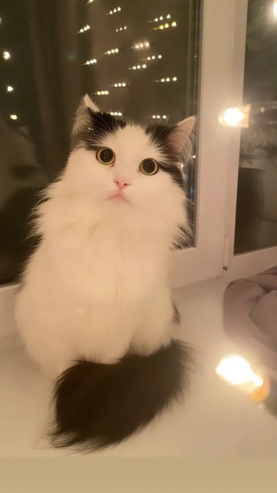 Кошка по имени Зая.