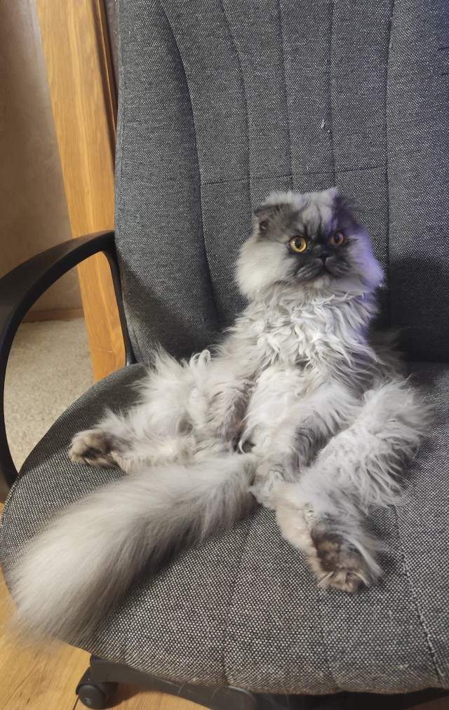 Долой политику, ура котикам!