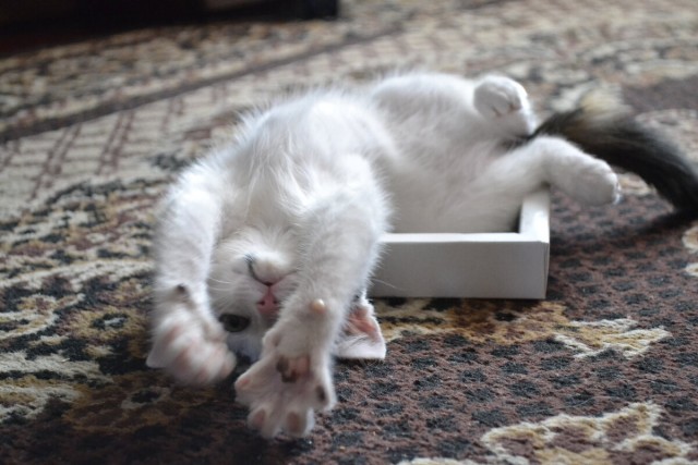 Котовторник вроде.