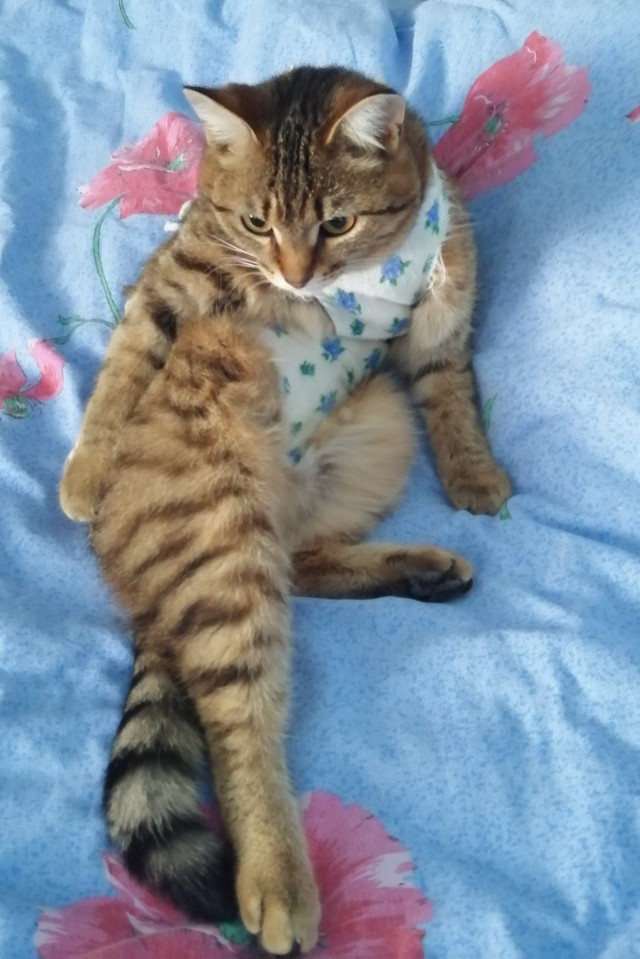 Котовторник