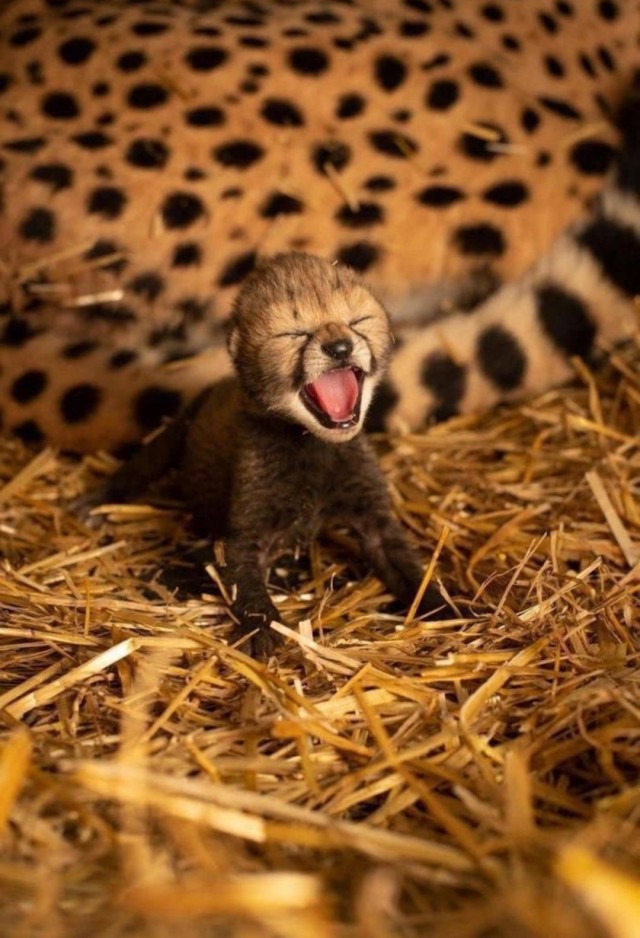 Весёлые картинки 13.04.2022