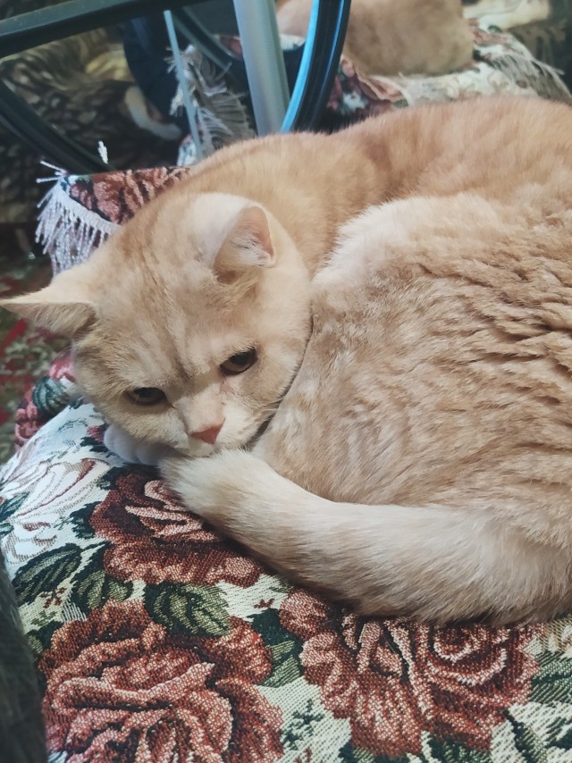 Котовторник ведь начался!
