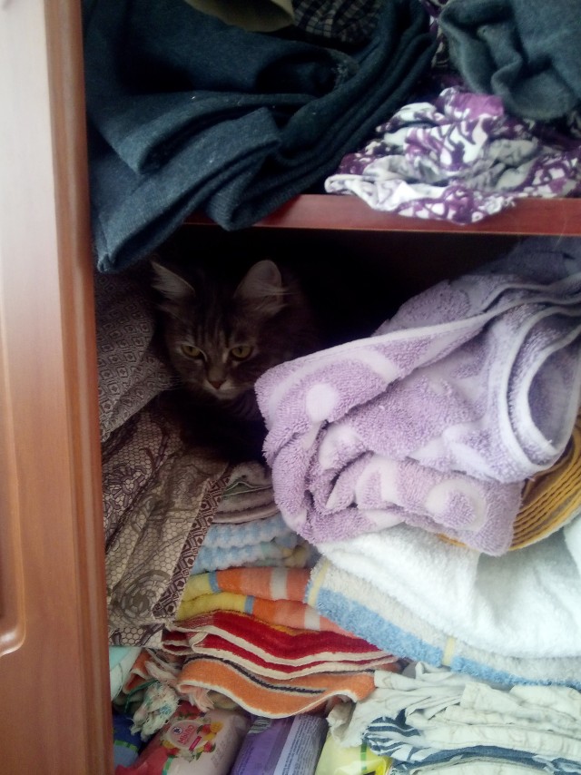 Котовторник 07.06.2022
