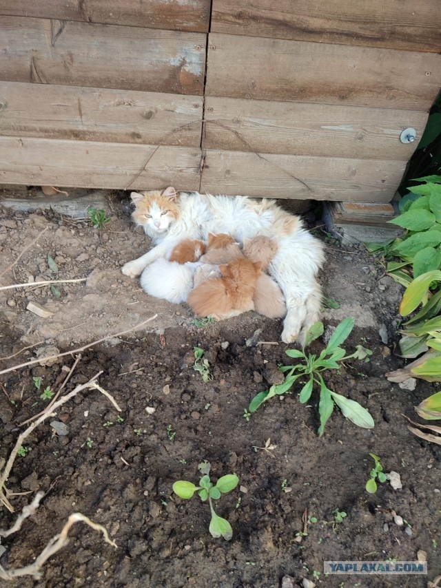 Ненависти псто