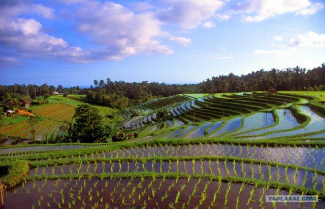 Они живут только 40 лет
