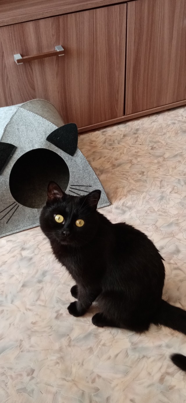 Ура! Котовторник.